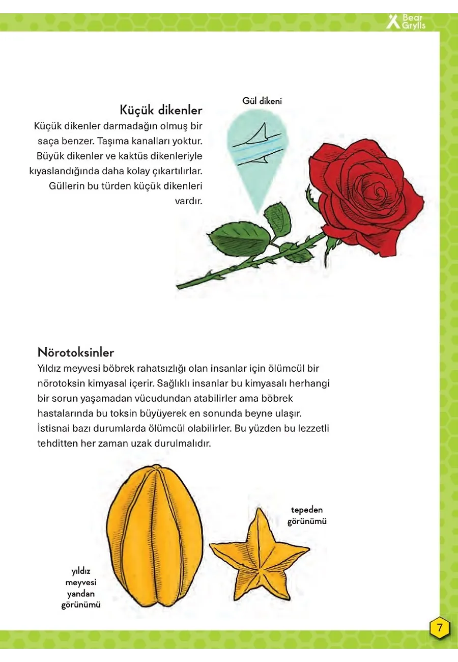 Tehlikeli Bitkiler - Hayatta Kalma Becerileri El Kitabı 2 – Sayfa 4
