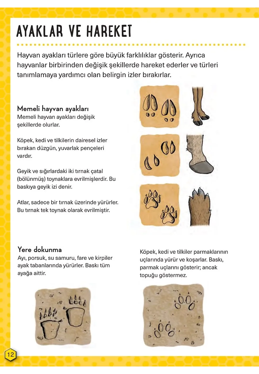 İz Sürme - Hayatta Kalma Becerileri El Kitabı 8 – Sayfa 3